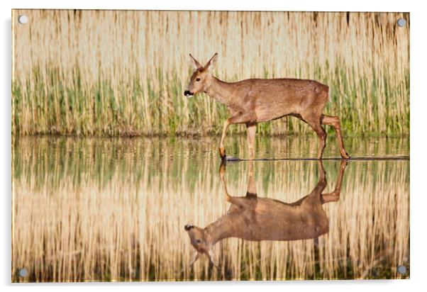 Roe Deer Reflection Acrylic by Mick Vogel