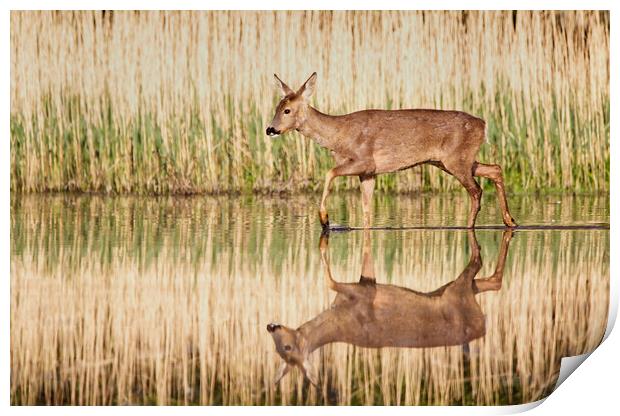 Roe Deer Reflection Print by Mick Vogel