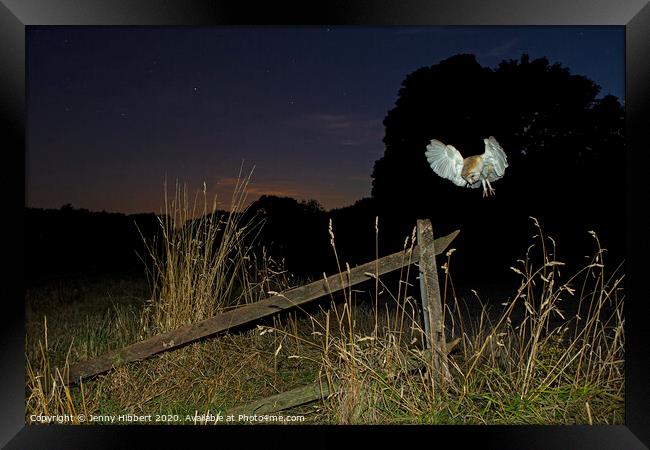 Barn Owl hunting at night Framed Print by Jenny Hibbert