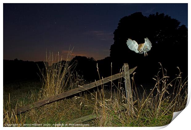 Barn Owl hunting at night Print by Jenny Hibbert