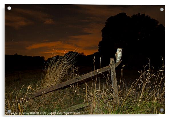 Barn Owl perched on old fence Acrylic by Jenny Hibbert