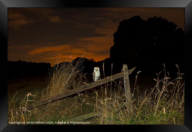 Barn owl resting on old fence in the evening, Suffolk Framed Print by Jenny Hibbert