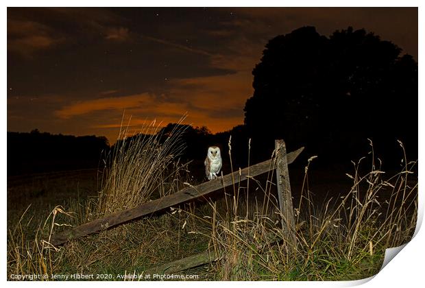 Barn owl resting on old fence in the evening, Suffolk Print by Jenny Hibbert