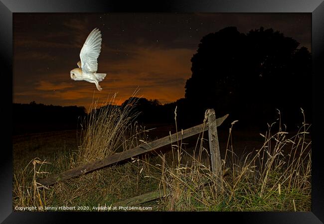 Barn Owl takes flight out hunting Framed Print by Jenny Hibbert