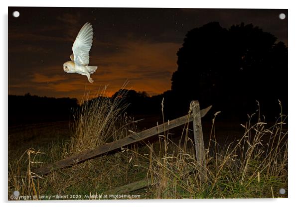 Barn Owl takes flight out hunting Acrylic by Jenny Hibbert