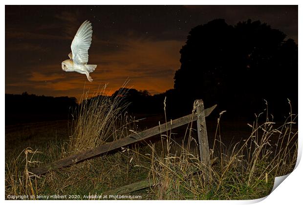 Barn Owl takes flight out hunting Print by Jenny Hibbert