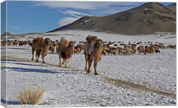 A herd of cattle walking across a snow covered mountain Canvas Print by Jenny Hibbert