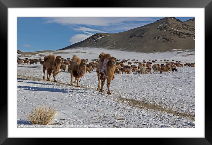 A herd of cattle walking across a snow covered mountain Framed Mounted Print by Jenny Hibbert