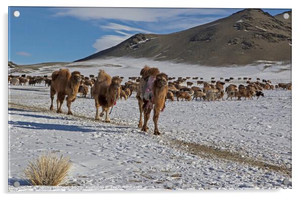 A herd of cattle walking across a snow covered mountain Acrylic by Jenny Hibbert