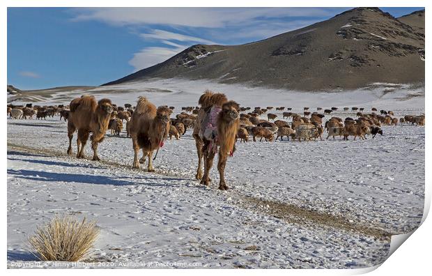 A herd of cattle walking across a snow covered mountain Print by Jenny Hibbert
