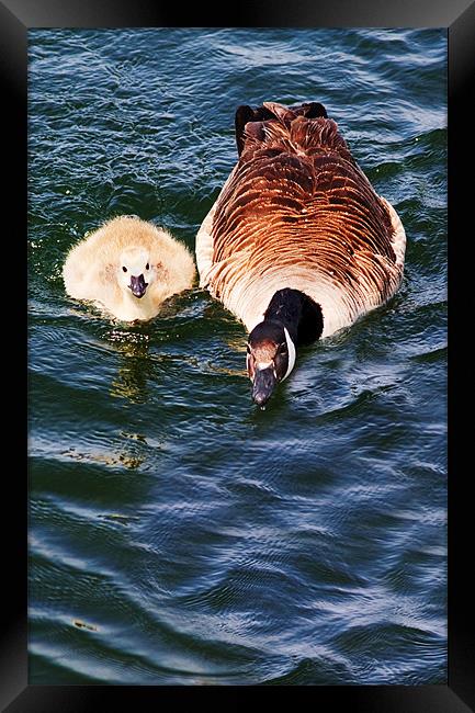 Staying Close To Mum Framed Print by Ian Jeffrey