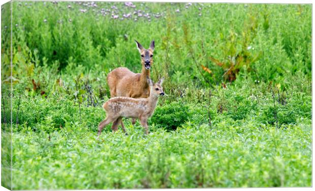 Roe Deer With Fawn Canvas Print by Mick Vogel