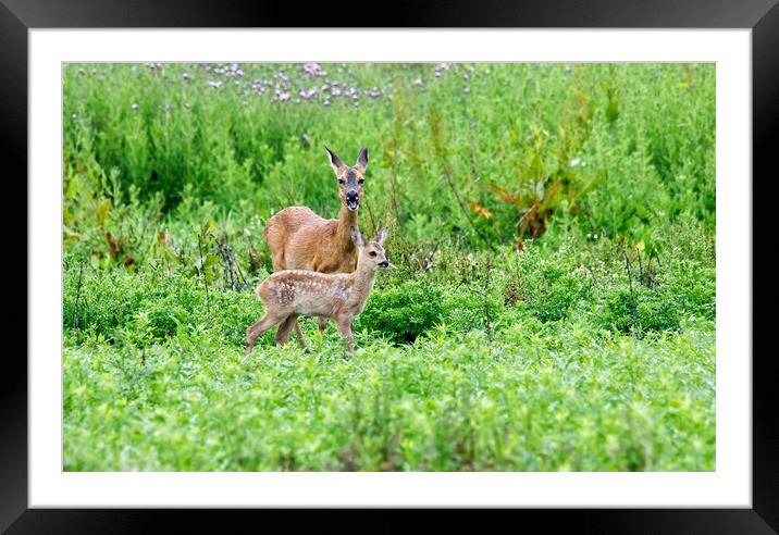 Roe Deer With Fawn Framed Mounted Print by Mick Vogel