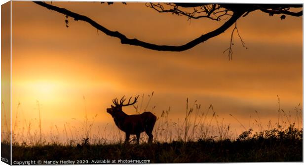 Red deer stag at sunrise Canvas Print by Mandy Hedley