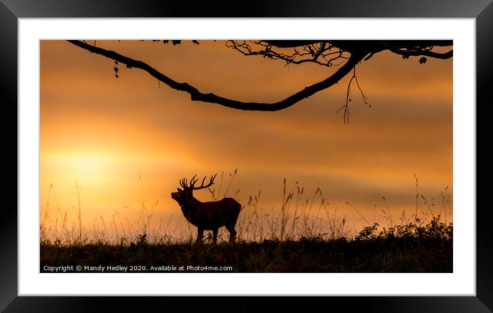 Red deer stag at sunrise Framed Mounted Print by Mandy Hedley