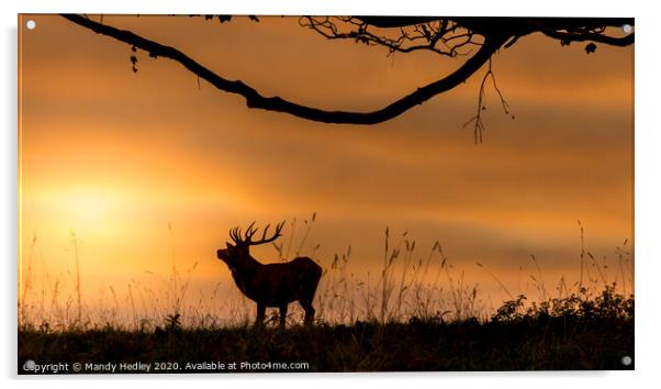 Red deer stag at sunrise Acrylic by Mandy Hedley