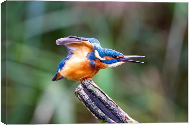 Stretching Kingfisher Canvas Print by Mick Vogel