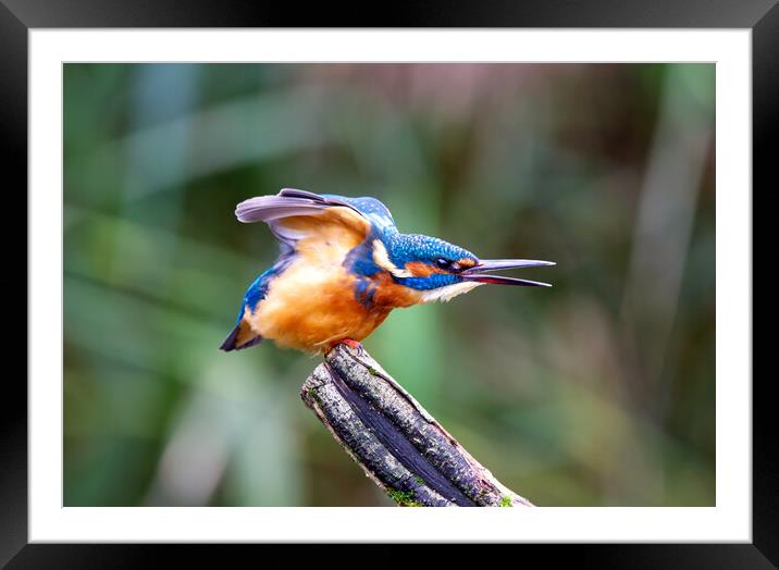Stretching Kingfisher Framed Mounted Print by Mick Vogel