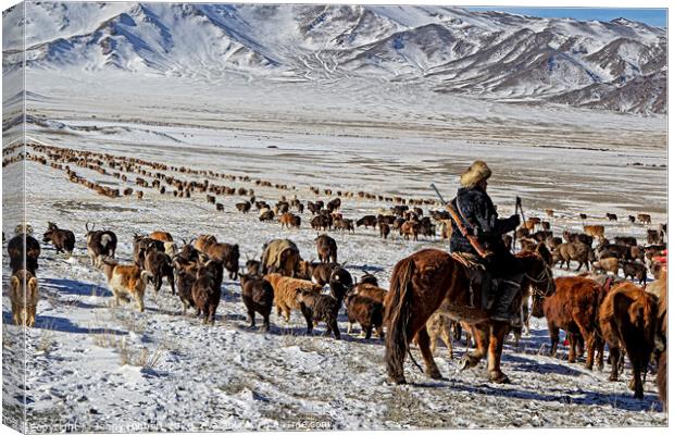 Kazakh nomad migrating with the livestock Mongolia Canvas Print by Jenny Hibbert