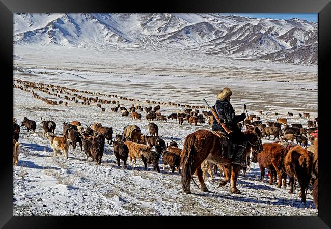Kazakh nomad migrating with the livestock Mongolia Framed Print by Jenny Hibbert