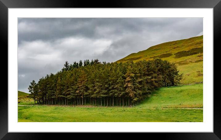 Small forest Scotland Framed Mounted Print by David Martin