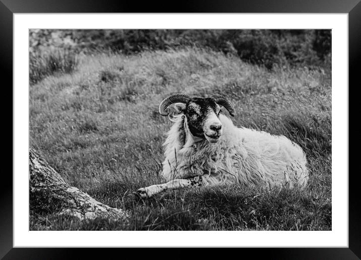 Scottish Sheep Framed Mounted Print by David Martin