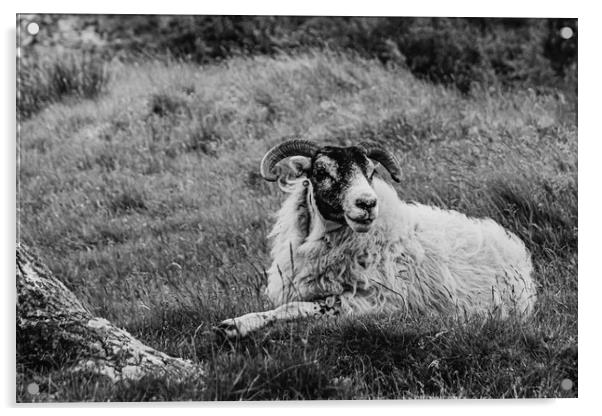 Scottish Sheep Acrylic by David Martin