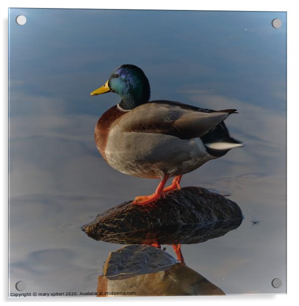 Mallard Portrait in crystal clear waters Acrylic by mary spiteri