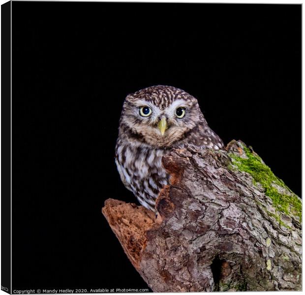 Little owl on tree stump Canvas Print by Mandy Hedley