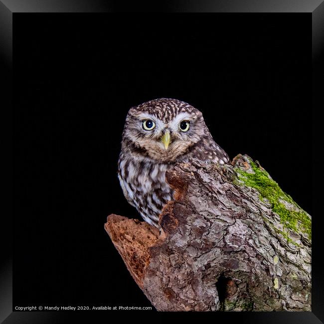 Little owl on tree stump Framed Print by Mandy Hedley