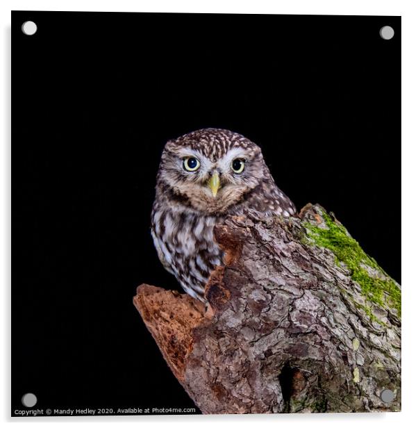 Little owl on tree stump Acrylic by Mandy Hedley