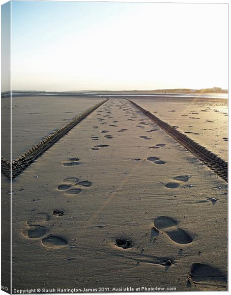 Tracks in the sand Canvas Print by Sarah Harrington-James
