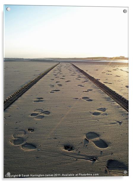 Tracks in the sand Acrylic by Sarah Harrington-James