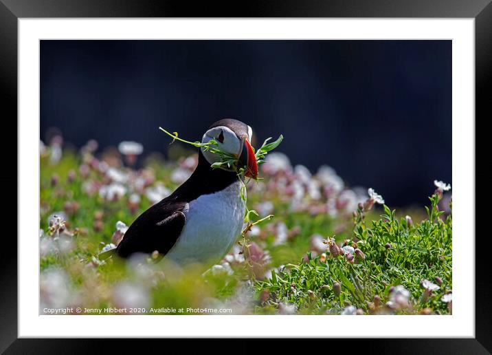 Puffin on Skomer Island picking flowers Framed Mounted Print by Jenny Hibbert