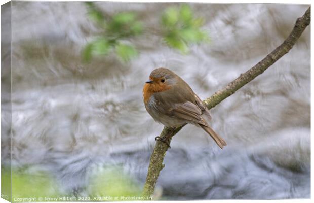 A Robin perched above a fast flowing river Canvas Print by Jenny Hibbert