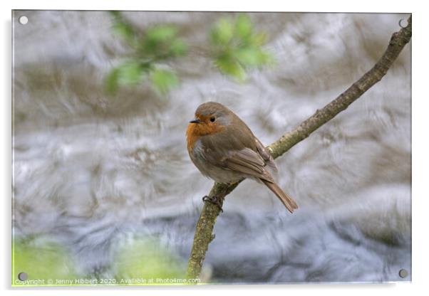 A Robin perched above a fast flowing river Acrylic by Jenny Hibbert
