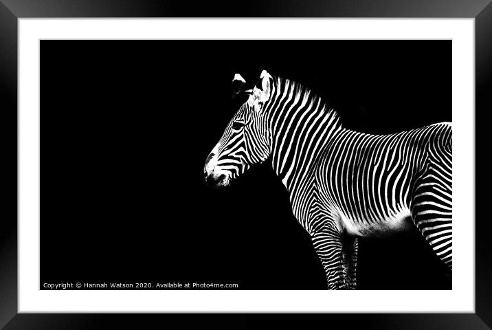 Zebra Portrait Framed Mounted Print by Hannah Watson
