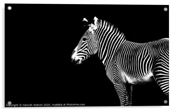Zebra Portrait Acrylic by Hannah Watson