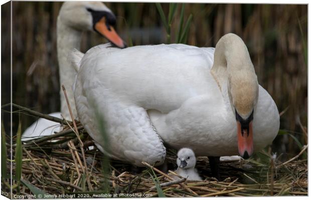 Family of Mute Swans caring for new cygnet on nest Canvas Print by Jenny Hibbert