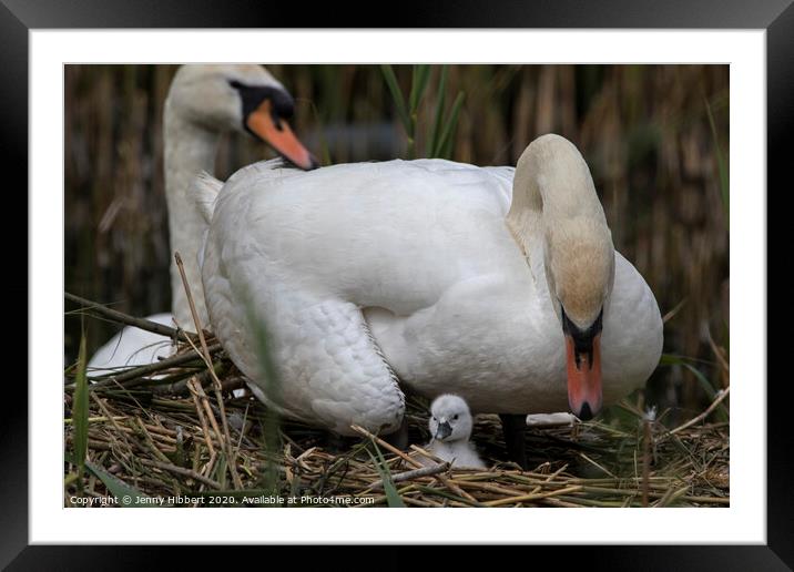 Family of Mute Swans caring for new cygnet on nest Framed Mounted Print by Jenny Hibbert