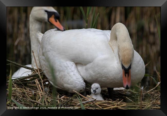 Family of Mute Swans caring for new cygnet on nest Framed Print by Jenny Hibbert