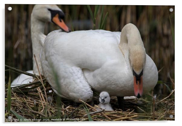 Family of Mute Swans caring for new cygnet on nest Acrylic by Jenny Hibbert