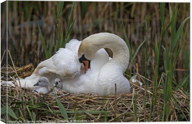 Mute Swan on nest with young Cygnets Canvas Print by Jenny Hibbert