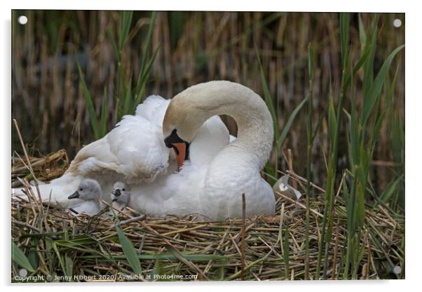 Mute Swan on nest with young Cygnets Acrylic by Jenny Hibbert