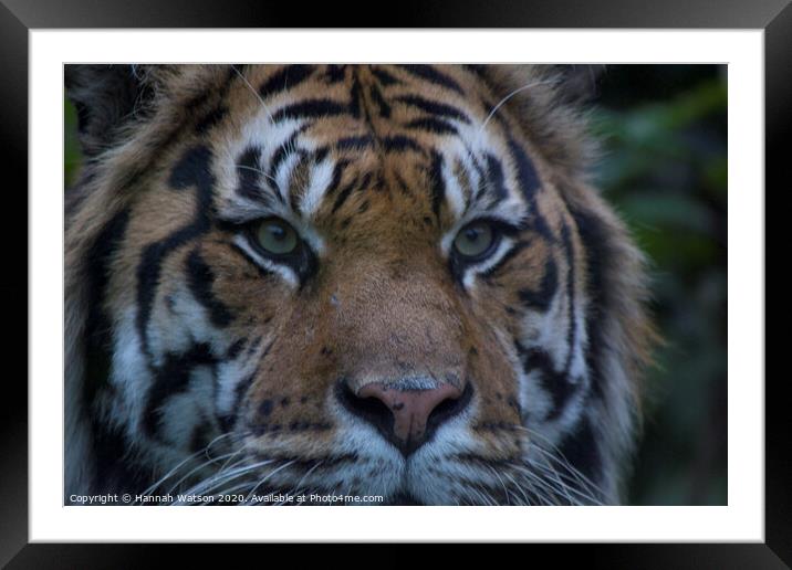 Tiger Eye Framed Mounted Print by Hannah Watson