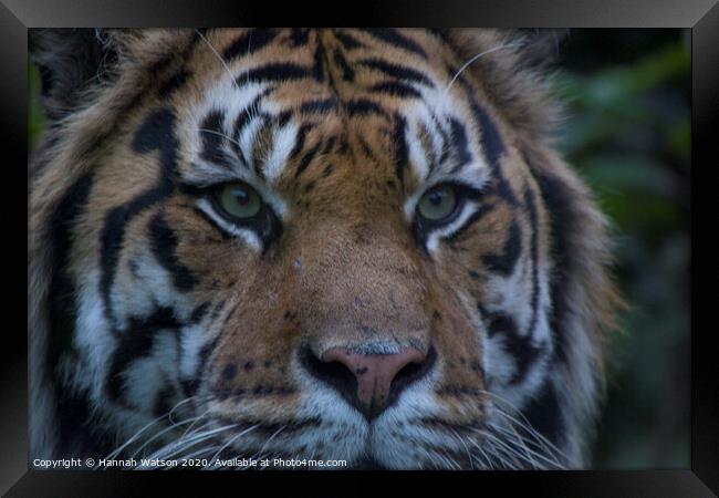 Tiger Eye Framed Print by Hannah Watson