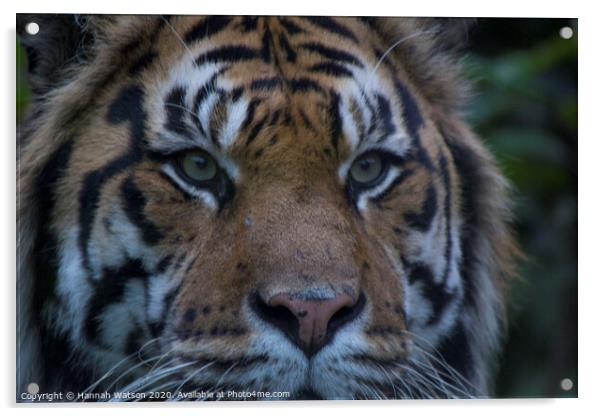 Tiger Eye Acrylic by Hannah Watson