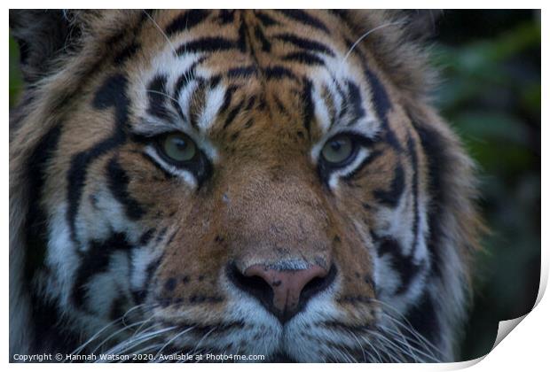 Tiger Eye Print by Hannah Watson