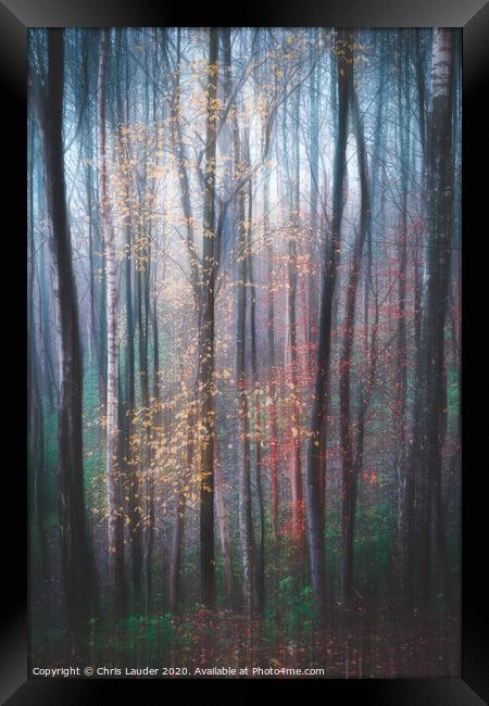 Woodland impressions Framed Print by Chris Lauder