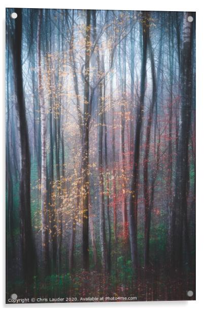 Woodland impressions Acrylic by Chris Lauder